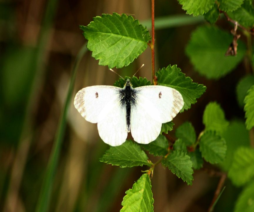 anthocaris cardamines M e F